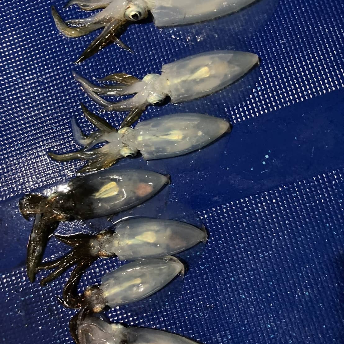 昨日の太刀魚はダメでした竿頭さん202号挺竿頭さん24半夜イカ釣り竿頭アオリイカ6ケンサキ1船中27匹ケンサキ少々小さかったな～来週もイカ釣りいくよ～デカクなててよ